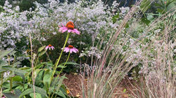 Aster, bstem, flower.jpeg