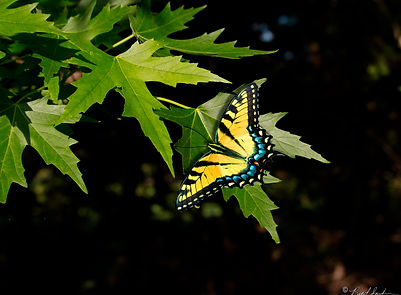 P4300431.jpg