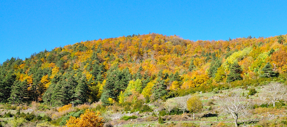 AUTOMNE.png