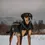 Thumbnail: EXPEDITION DOG BACKPACK