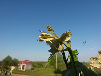 20180508_080601.jpg