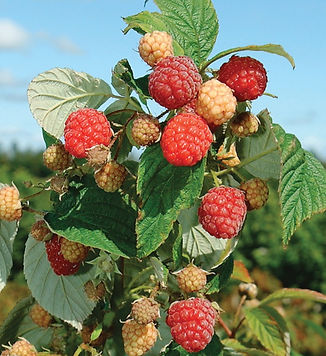 heritage raspberries_edited.jpg