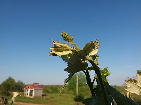 Blosom.jpg