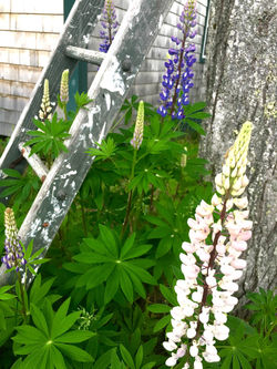 Lupines of early june