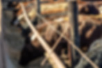 Cows-Feeding.jpg