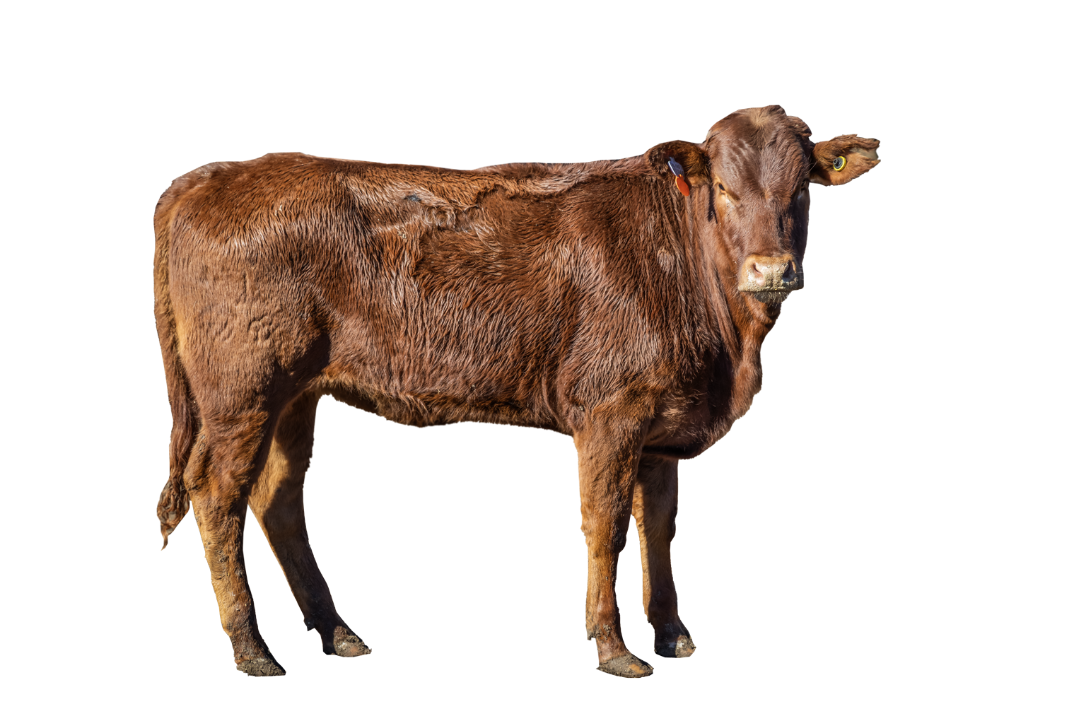cow-main.png