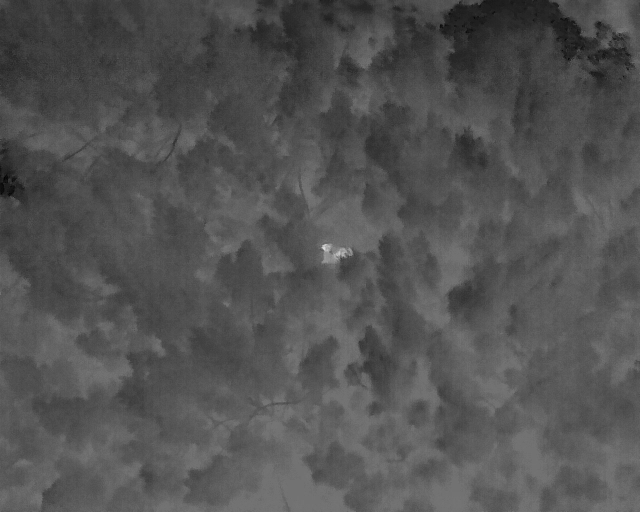 two koala's view on a thermal drone camera