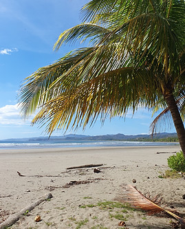 costarican beaches and palmtrees 