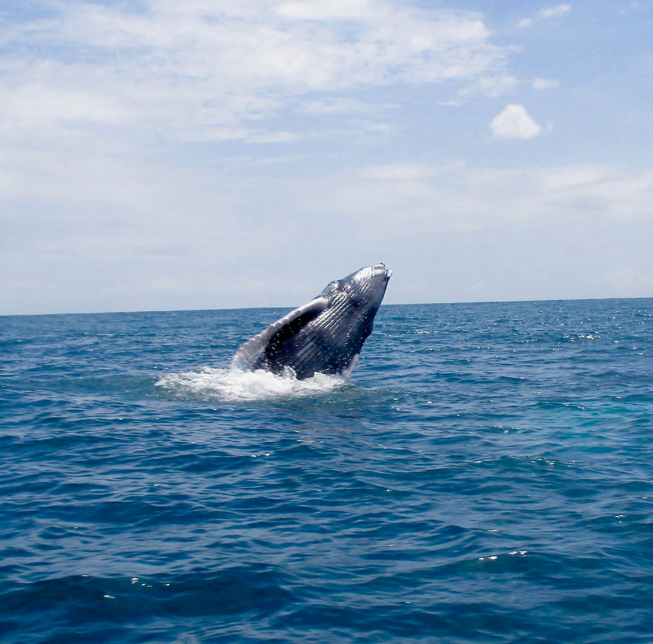 bébé baleine au costa rica
