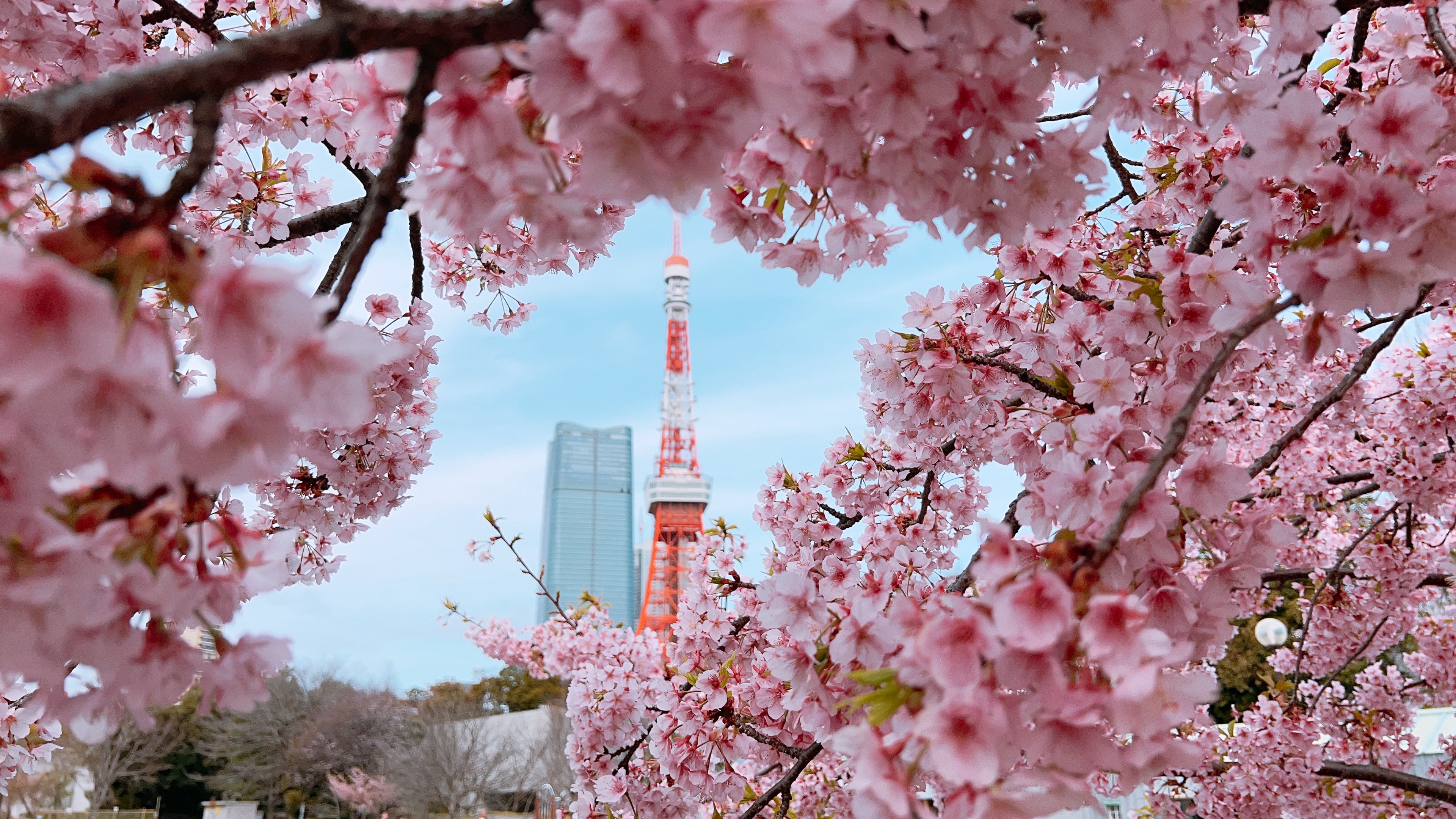 從櫻花中看見東京鐵塔