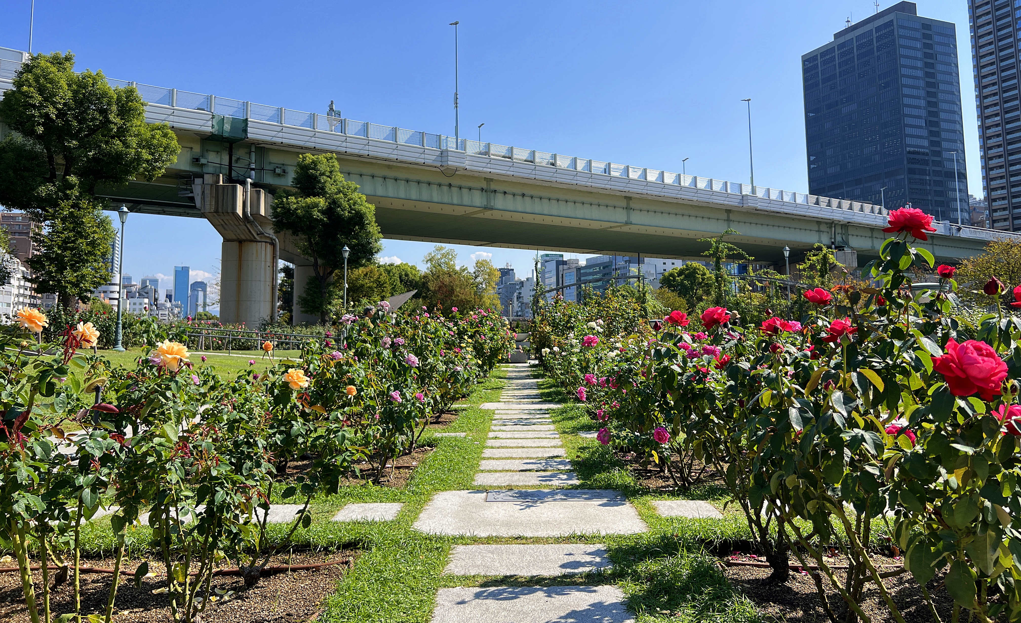 中之島玫瑰園