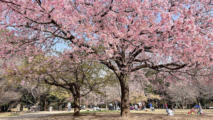 【2026東京賞櫻攻略（下）】靜謐系櫻花選+春日散策與賞櫻美食指南