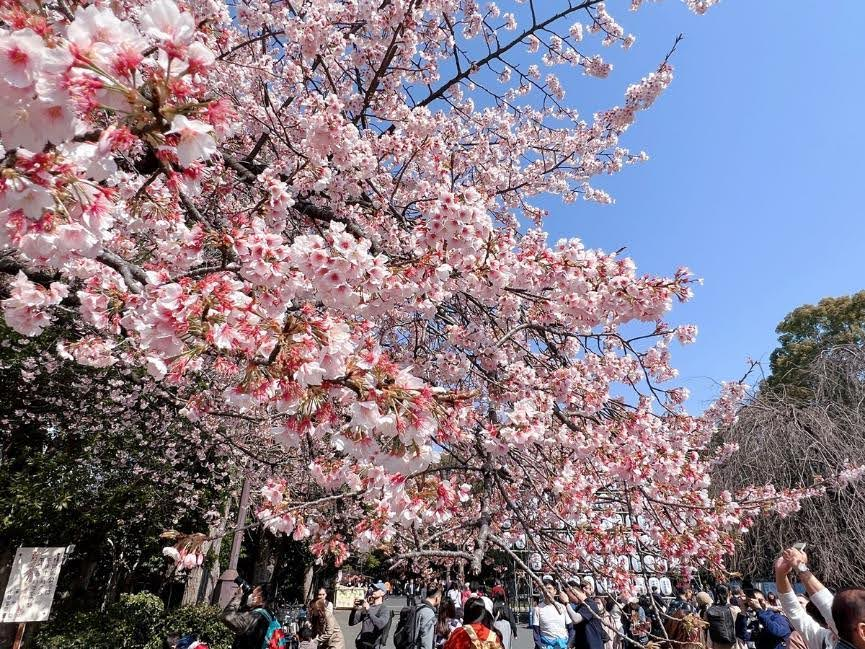滿滿的櫻花和人群
