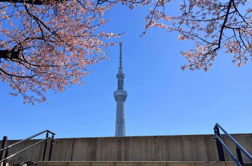 櫻花與東京鐵塔