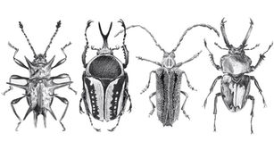 bugs_sketch