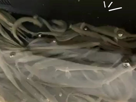 大阪中央区「大門釣具」生きドジョウ入荷!シーズンインザタチウオ!!!