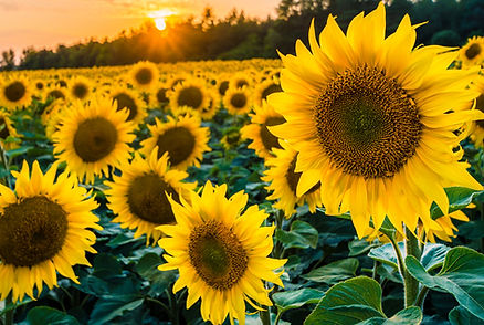 black-oil-sunflower.jpg