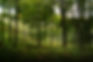 dreamy-autumn-enchanted-forest-fairy-tale-look-2024-09-16-07-49-18-utc.jpeg