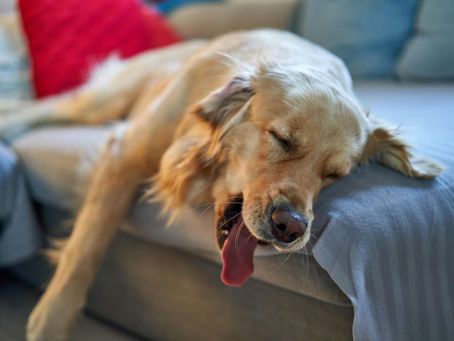 A calm dog resting on a blanket, eyes closed, enjoying sleep.