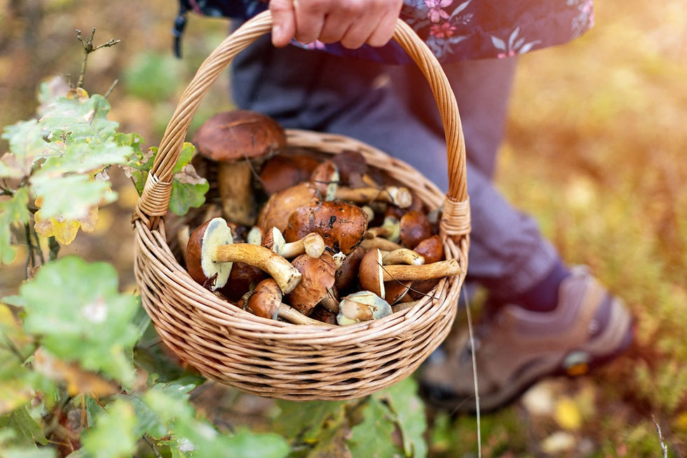 Balade découverte champignons à Saint-Hubert