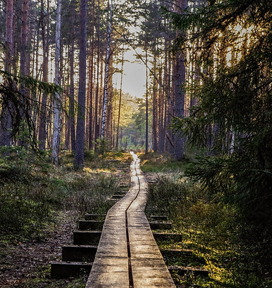 pexels-pille-kirsi-1009355.jpg