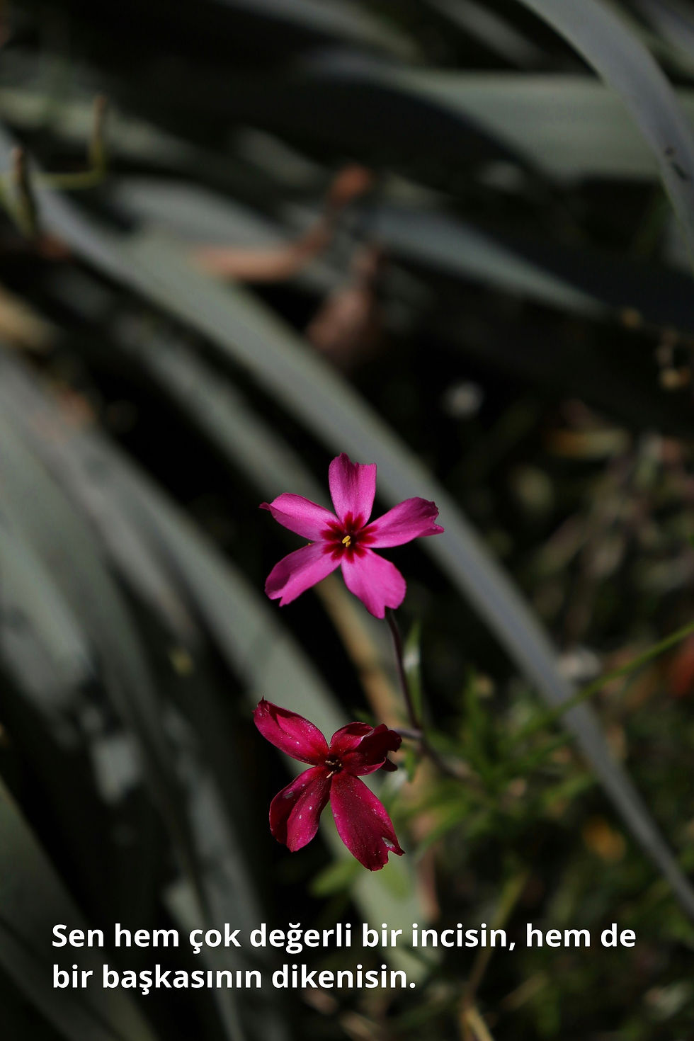 Sen hem çok değerli bir incisin, hem de bir başkasının dikenisin.