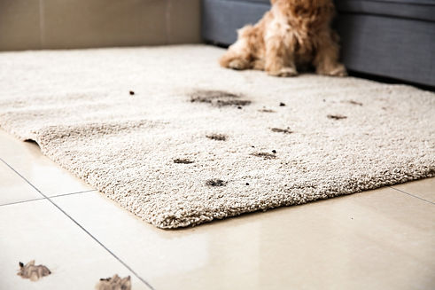 Odor & Stain Treatments.jpeg