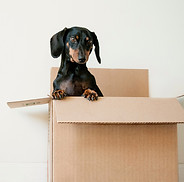 tailored_stay_customers_relocation.jpg
