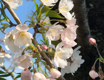 【サクラサク】