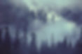 Forest Scene_edited.jpg
