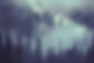 Forest Scene_edited.jpg