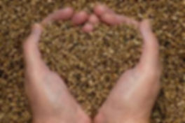 Graines biologiques à semer, à faire germer ou à croquer : chez Grainies et Plaisirs il y en a pour tous les goûts...Graines&plaisirs : vente de graines, huiles, farines, germoirs...à Rennes et à Morlaix.