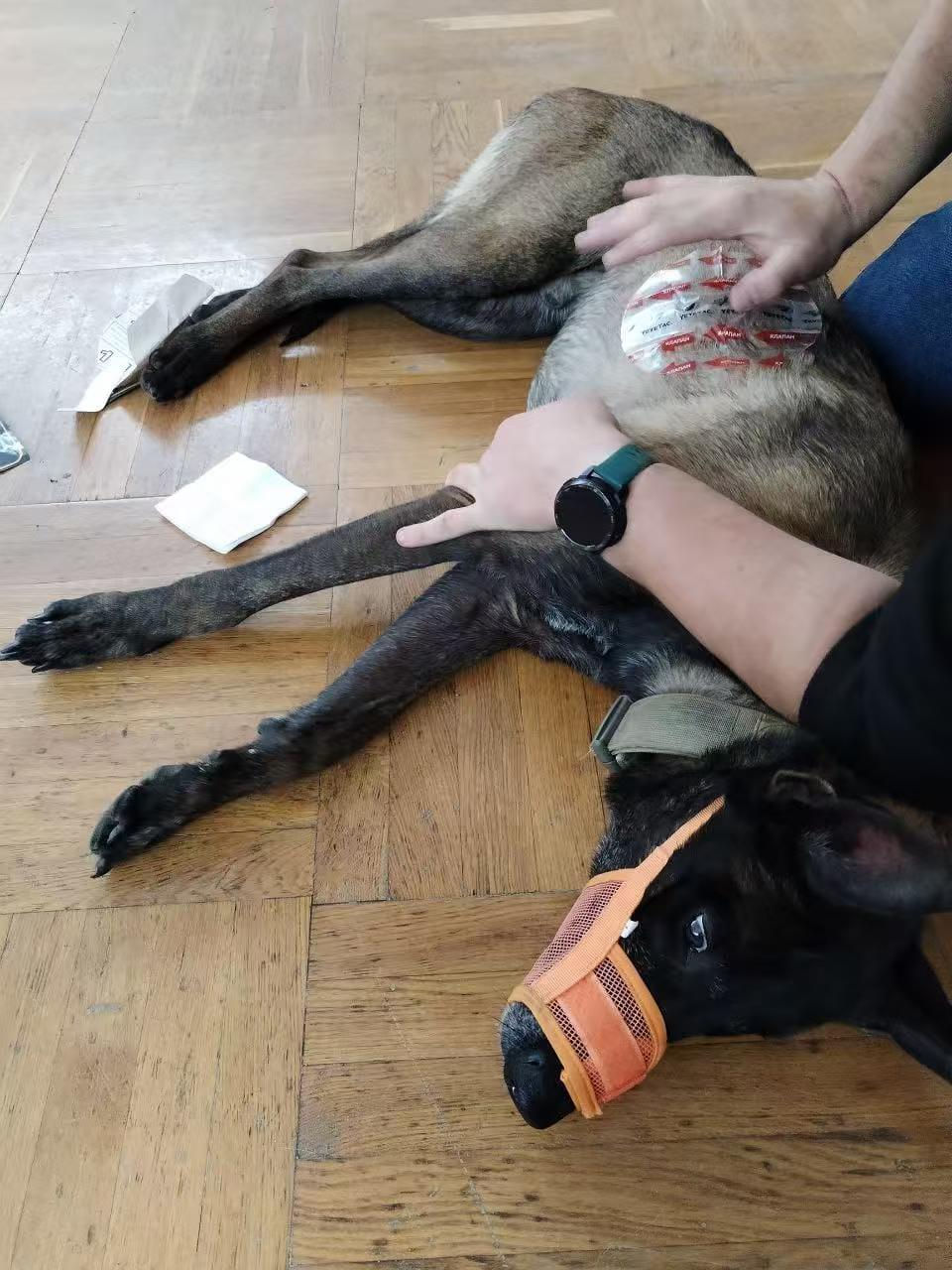 military working dog rescue essentials