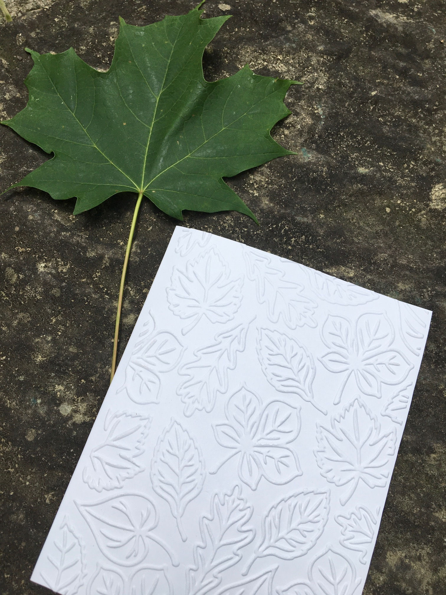 Leaves Embossed Note Cards