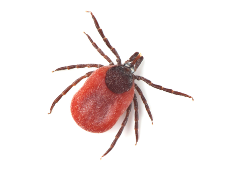 Preventing Ticks Through Landscaping Practices