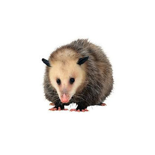 Possum(1).jpg