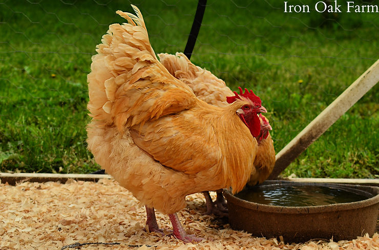 How to Wash and Store Farm Fresh Chicken Eggs