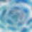 succulent.jpg
