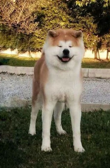 Kenshin2.jpg