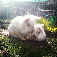 Rabbits