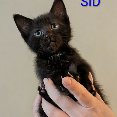 Sid