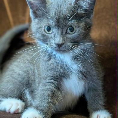 Princess Merida