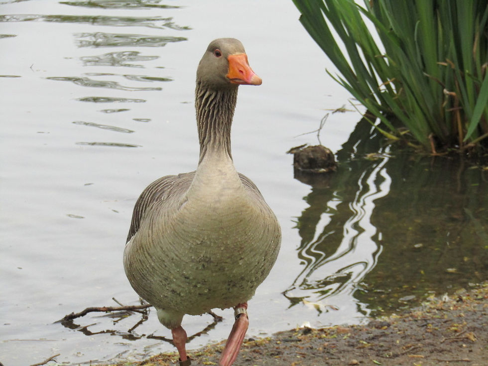 Meeting an old friend