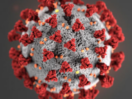 COVID 19 and Pets: What You Need to Know  