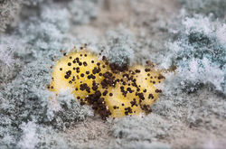 18055877_448541158817782_3980547649754808401_o