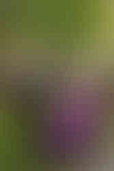 groom spinning bride in purple dress