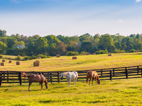 Equine Assisted Careers_Horses Grazing in a Field