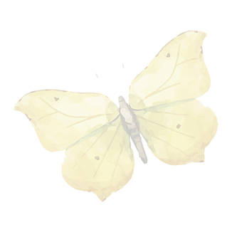 Watercolor%20Butterfly%208_edited.png