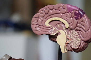 Concussion Management