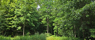 Before land clearing and site prep for a house